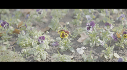 Absolute Movie SLOG-3 PowerGrade (Davinci Resolve)