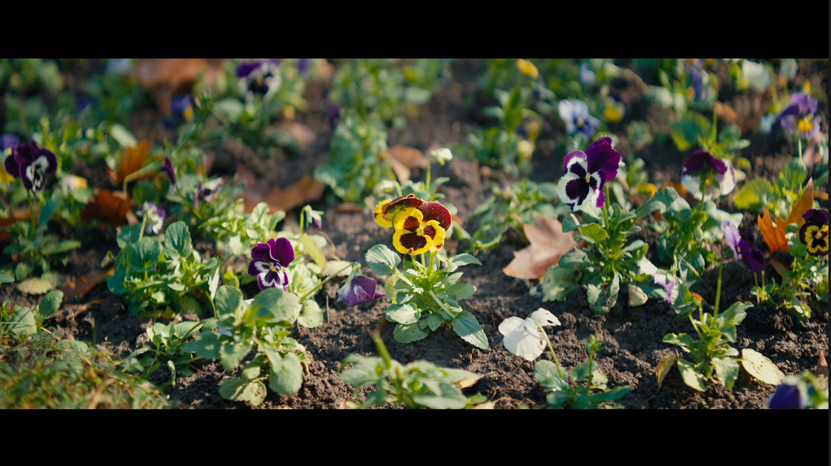 Absolute Movie SLOG-3 PowerGrade (Davinci Resolve)